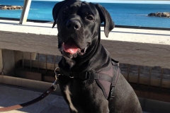 Bruce