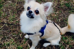 Diego
