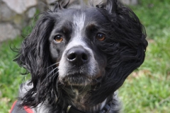 Fiona