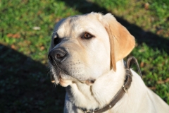 Igor