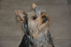 Izzie