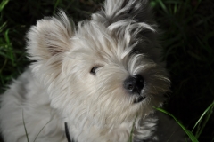 Luciole