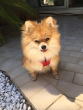 Myris