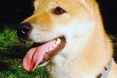 Nala