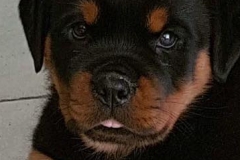 Norka