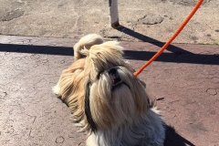 Oscar