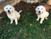 Roy-et-Ruby