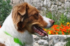 Ruby-assis-pas-bouger
