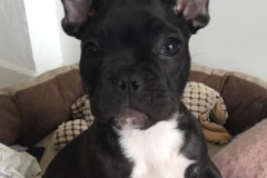 Simba