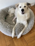 Stellina