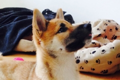TSuki
