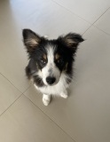 Uxi