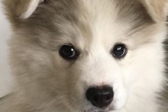 alpha