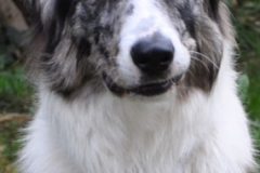 babou-assis