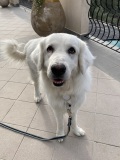 bella