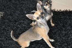 biscotte-et-chipie-1