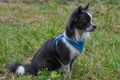 chihuaua