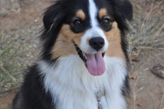 chipie-1