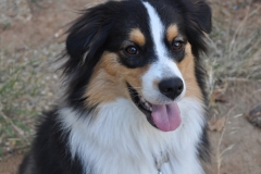 chipie