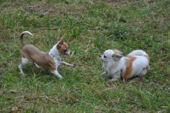 cours-cihuahuas-jeux