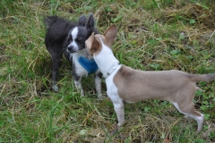cours-collectif-chihuahuas