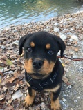 dewey
