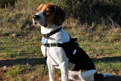 fido