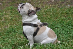 gus