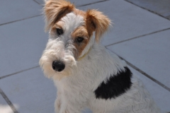 ines