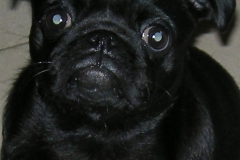 izzy