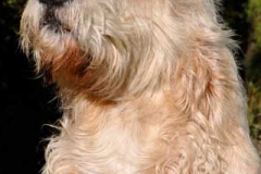 le-beau-scruffy