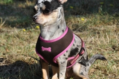 minnie-assise