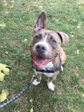 paco