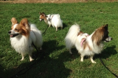 papillons