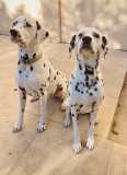 paris-lilly
