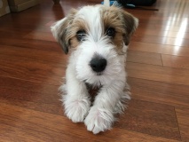 poppy
