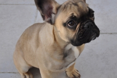 poupette