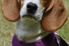 purple2