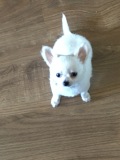 rocco