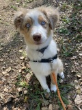 rocky