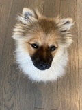 rooco-2
