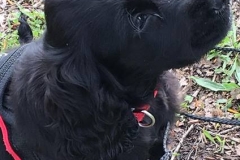rosie