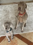 roxy-et-rocco