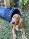 samy-1