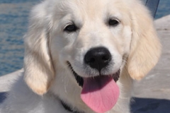 scarlett-assis-du-chiot