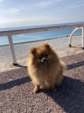 silla