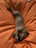 snoopy