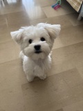 stella