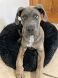 sultan