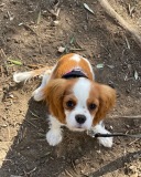 tina